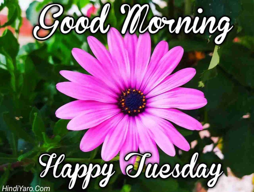 Tuesday Good Morning Images