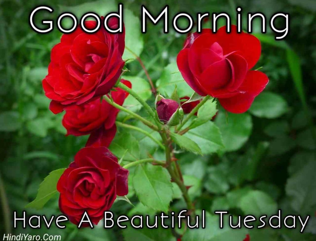 Tuesday Good Morning Images