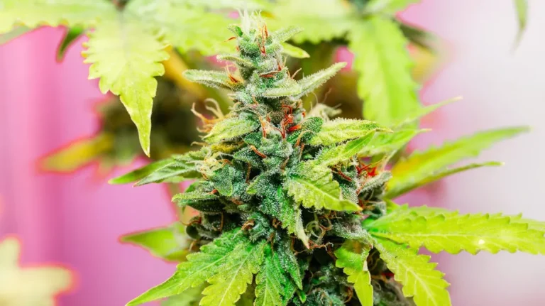 Understanding Kush: A Natural Choice for Relaxation and Wellness