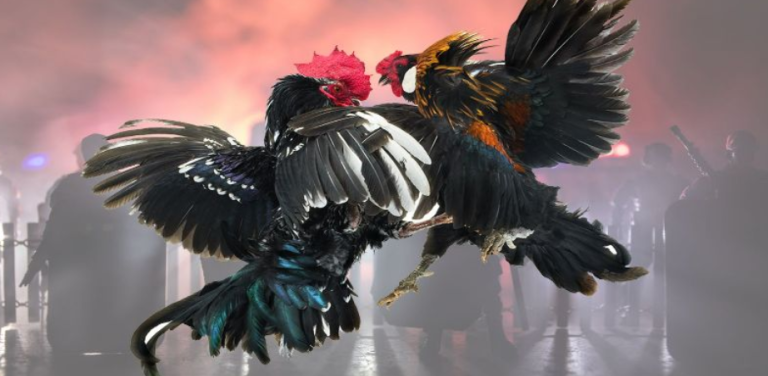 Kubet88 Cockfighting - Classy Cockfight Betting Playground 2025