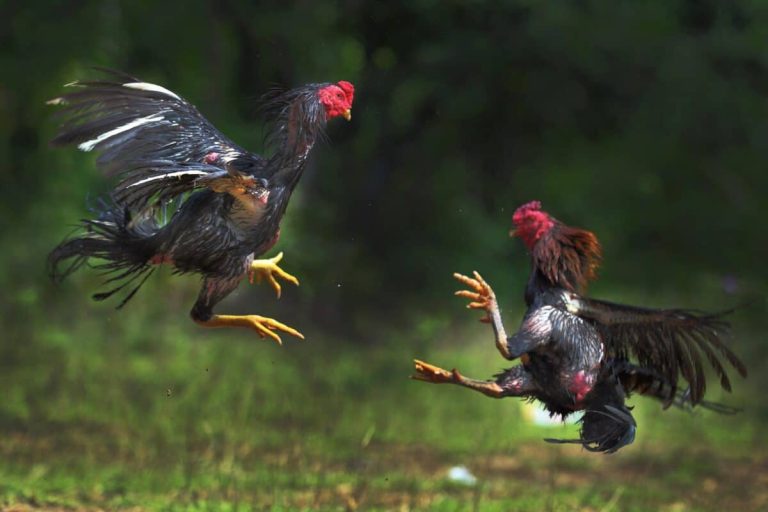 Color Chart of Fighting Roosters: How to Analyze and Choose the Right Fighting Rooster