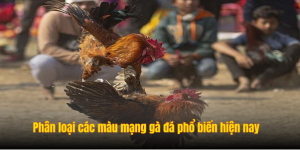 Color Chart of Fighting Roosters: How to Analyze and Choose the Right Fighting Rooster