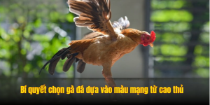 Color Chart of Fighting Roosters: How to Analyze and Choose the Right Fighting Rooster