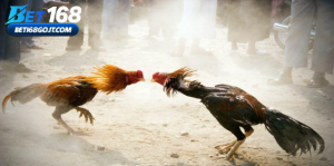 Thomo Cockfighting - Elite Rooster Arena Battles In 2026 Thomo Cockfighting - Elite Rooster Arena Battles In 2026