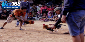 Thomo Cockfighting - Elite Rooster Arena Battles In 2026 Thomo Cockfighting - Elite Rooster Arena Battles In 2026